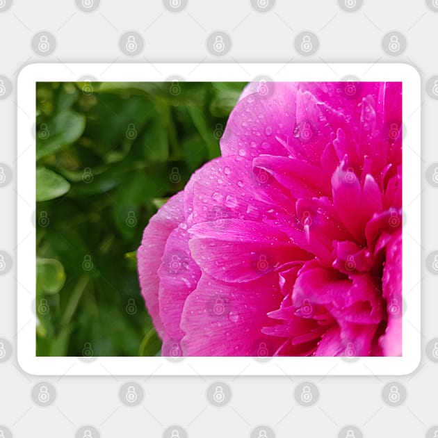 Pink peony flower with raindrops photography Sticker by KINKDesign